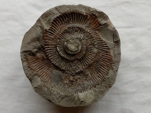 Original charmouth ammonit - charmouth,